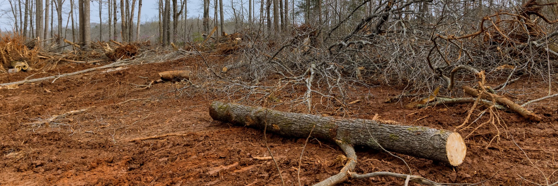 Land Clearing Services in Gainesboro, TN