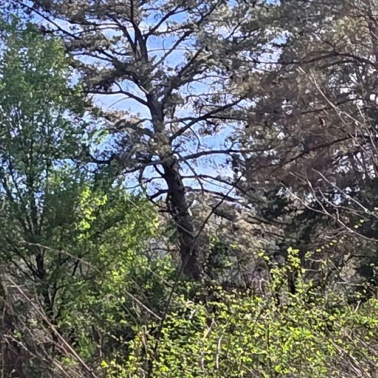 Land Clearing Services in Gainesboro, TN