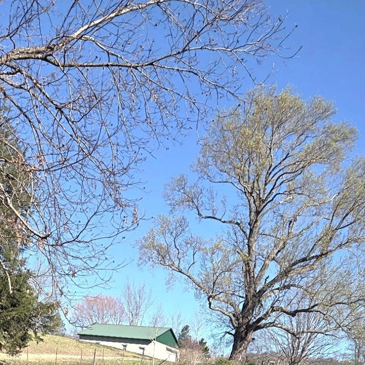 Land Clearing Services in Gainesboro, TN