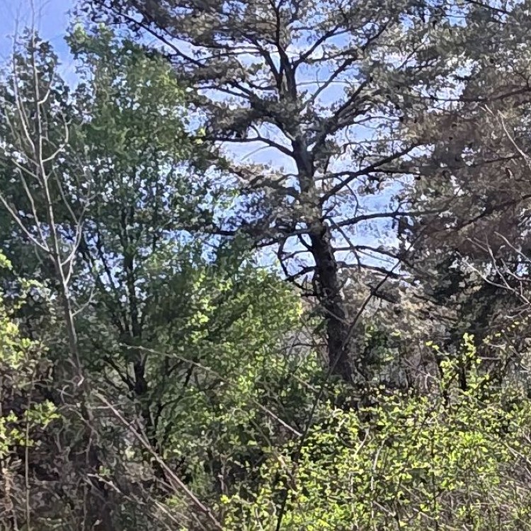 Land Clearing Services in Gainesboro, TN