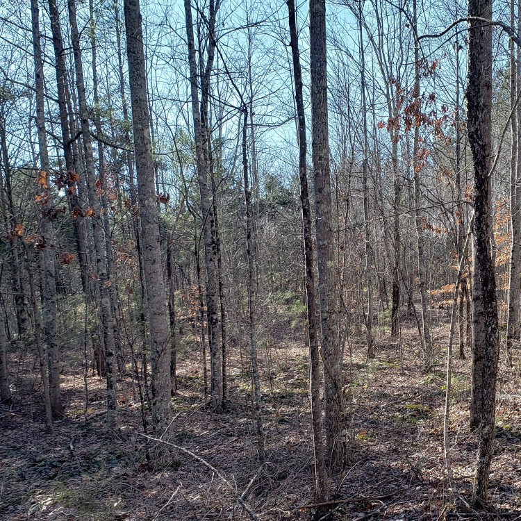 Land Clearing Services in Gainesboro, TN