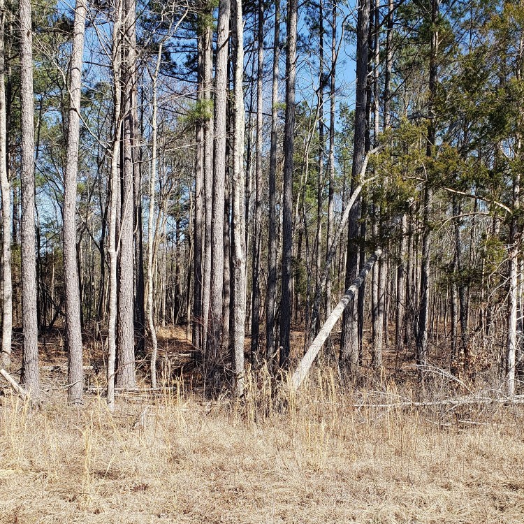 Land Clearing Services in Gainesboro, TN