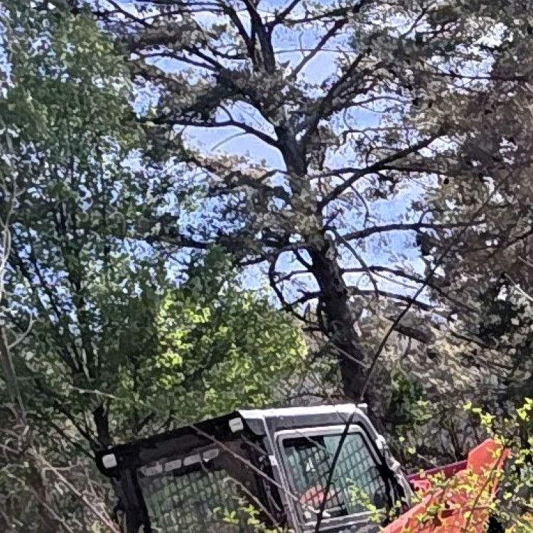 Land Clearing Services in Gainesboro, TN
