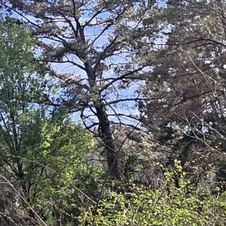 Land Clearing Services in Gainesboro, TN