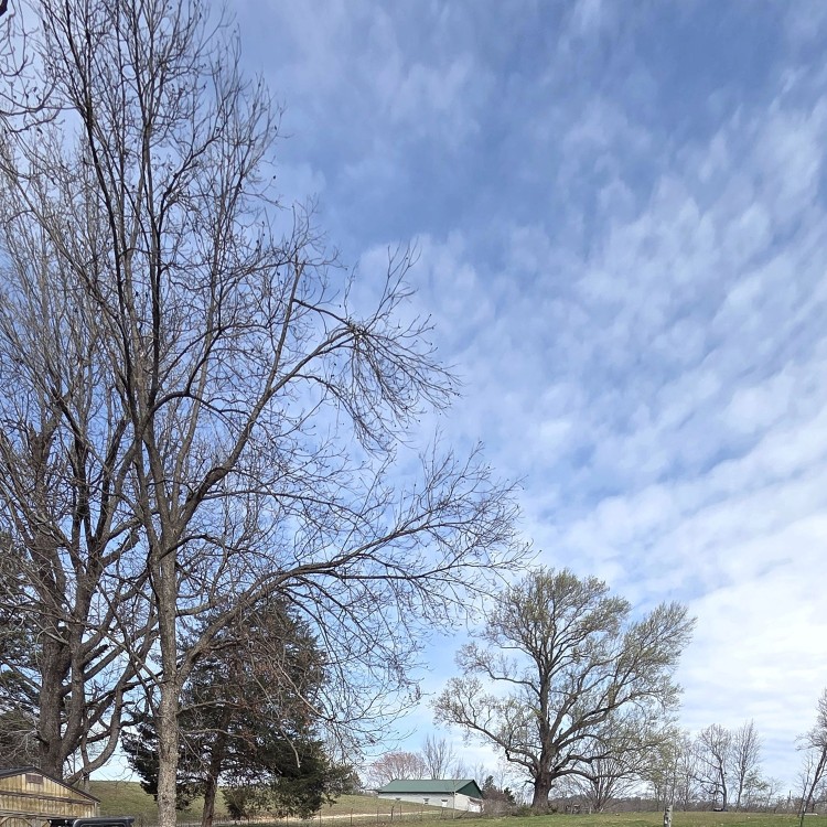 Land Clearing Services in Gainesboro, TN