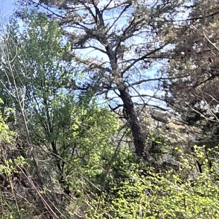 Land Clearing Services in Gainesboro, TN