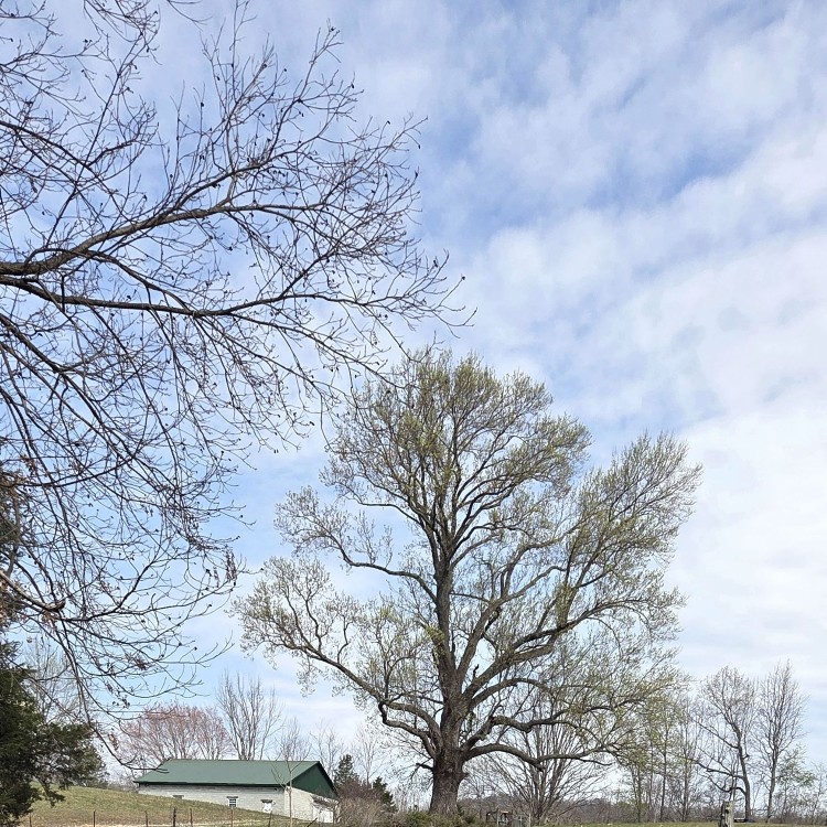 Land Clearing Services in Gainesboro, TN