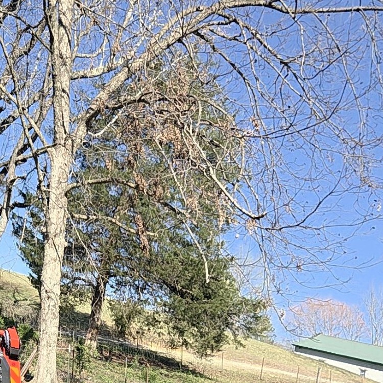 Land Clearing Services in Gainesboro, TN