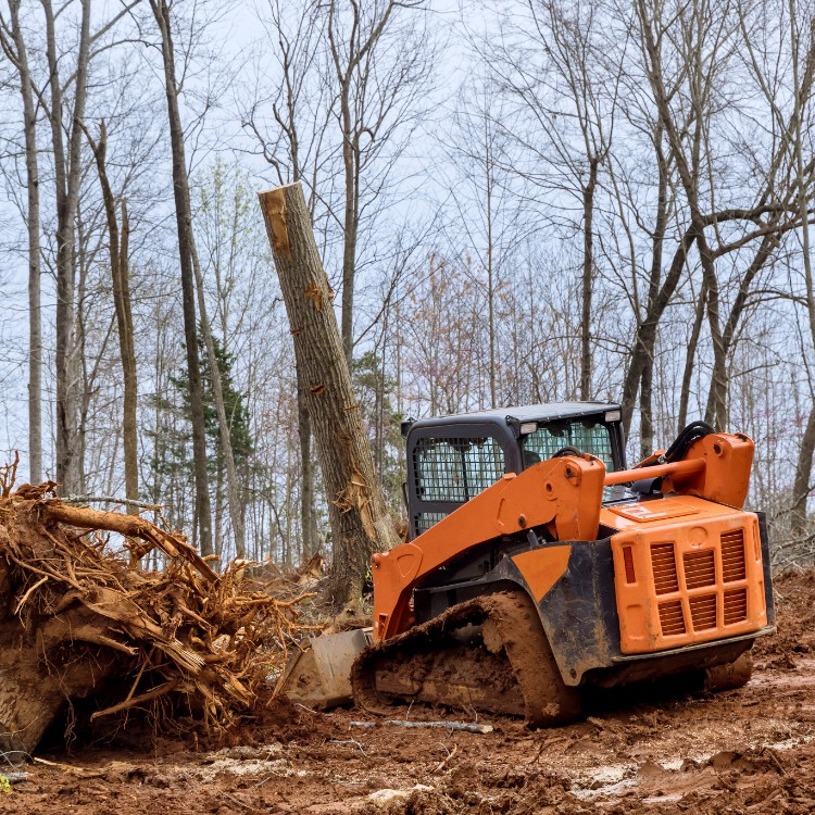 Land Clearing Services in Gainesboro, TN Land Clearing Services in Gainesboro, TN