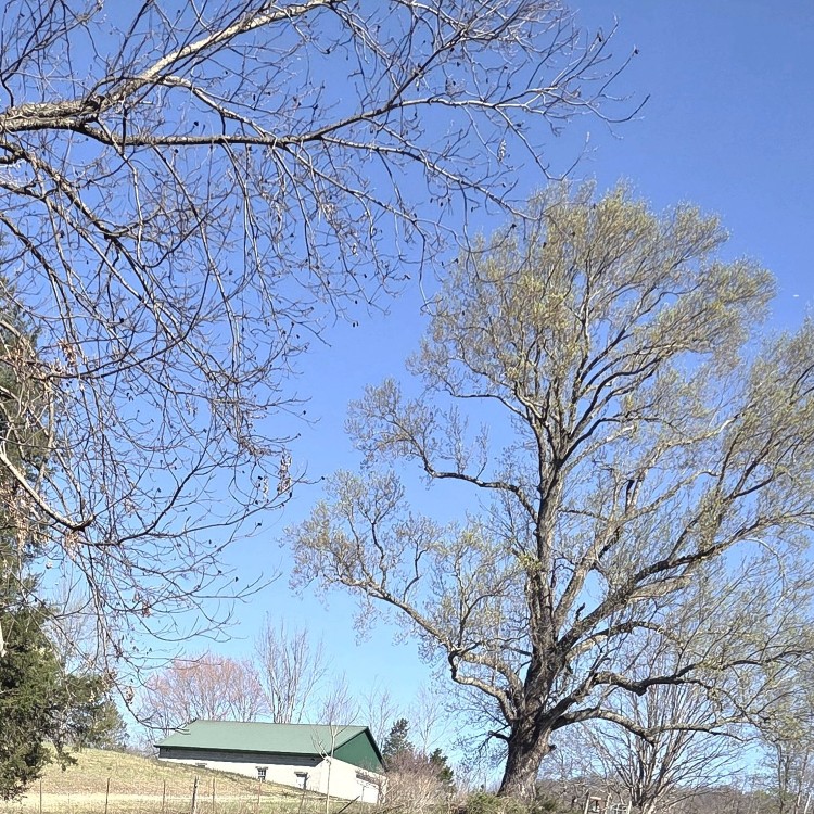 Land Clearing Services in Gainesboro, TN