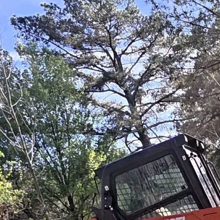 Land Clearing Services in Gainesboro, TN